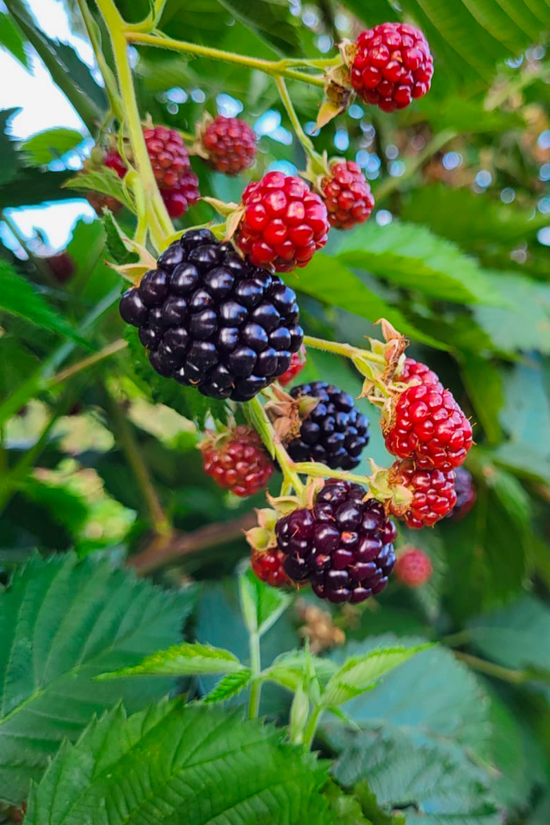 Frutti di bosco
